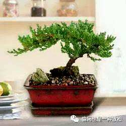 龙柏修剪只剩下主干了。如何修剪龙柏盆景？