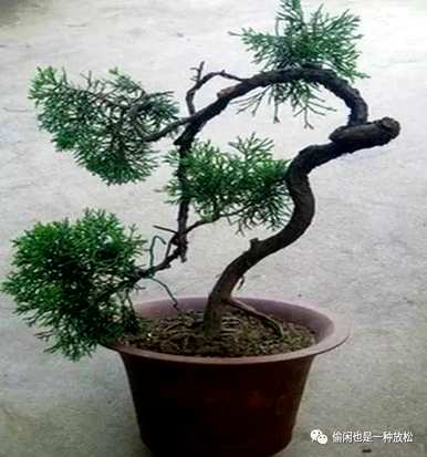 龙柏修剪只剩下主干了。如何修剪龙柏盆景？