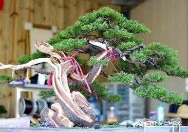 龙柏修剪只剩下主干了。如何修剪龙柏盆景？