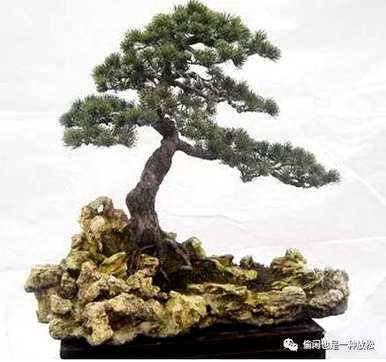 龙柏修剪只剩下主干了。如何修剪龙柏盆景？