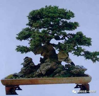 龙柏修剪只剩下主干了。如何修剪龙柏盆景？