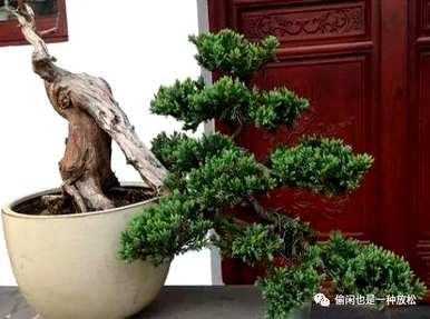 龙柏修剪只剩下主干了。如何修剪龙柏盆景？