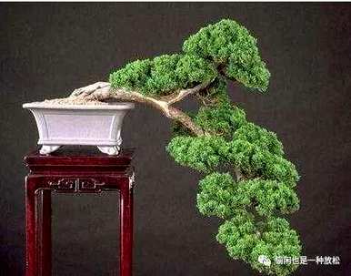 龙柏修剪只剩下主干了。如何修剪龙柏盆景？