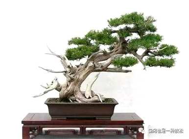 龙柏修剪只剩下主干了。如何修剪龙柏盆景？