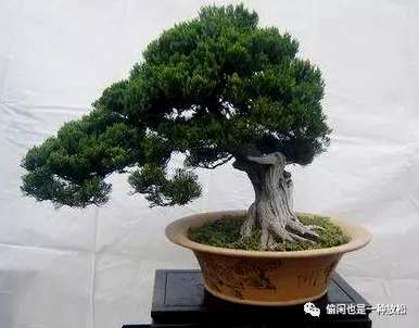 龙柏修剪只剩下主干了。如何修剪龙柏盆景？