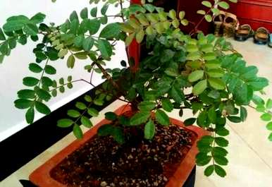 夏季有哪些驱蚊植物，夏季耐高温开花植物？