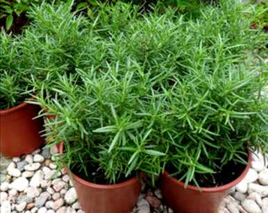 夏季有哪些驱蚊植物，夏季耐高温开花植物？