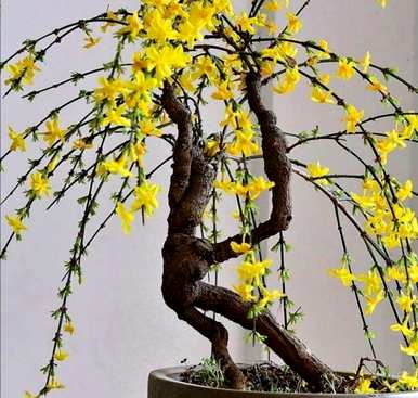 哪些花适合冬季种植，哪些花适合冬季种植？