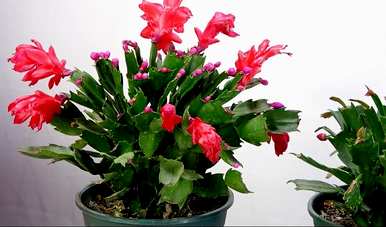 哪些花适合冬季种植，哪些花适合冬季种植？