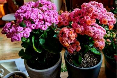 哪些花适合冬季种植，哪些花适合冬季种植？