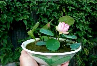碗莲的风水意义和禁忌是什么？碗莲的种植方法和禁忌是什么？