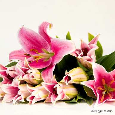 开花后如何处理香水百合？如何养香水百合开花？