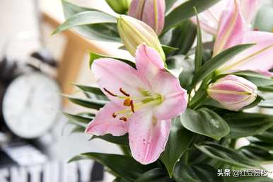 开花后如何处理香水百合？如何养香水百合开花？