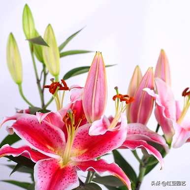 开花后如何处理香水百合？如何养香水百合开花？