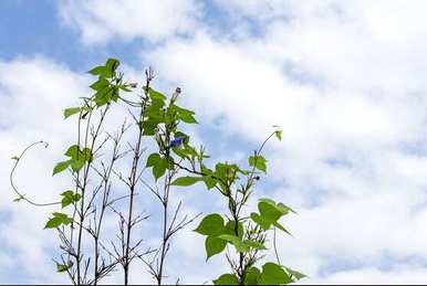 满天星牵牛花的花语是什么，牵牛花的花语和传说是什么？