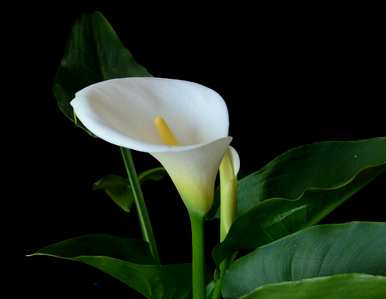 如何种植和养护马蹄莲花，如何养护马蹄莲花？