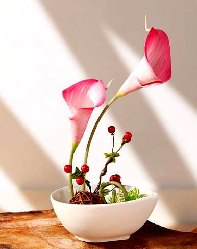 如何种植和养护马蹄莲花，如何养护马蹄莲花？
