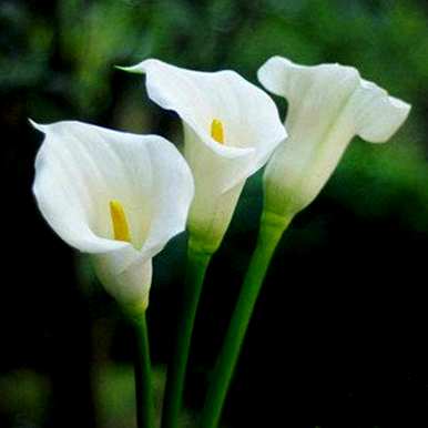 如何种植和养护马蹄莲花，如何养护马蹄莲花？