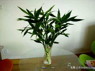 富贵竹如何快速生根发芽，富贵竹如何容易生根发芽？