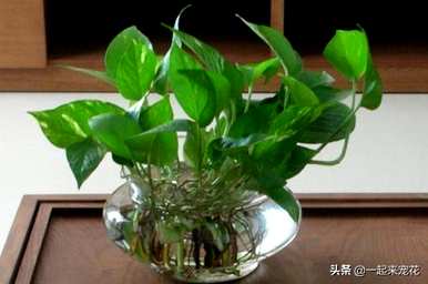 水培绿萝叶黄补救，水培绿萝叶黄怎么救？