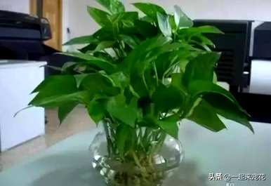 水培绿萝叶黄补救，水培绿萝叶黄怎么救？