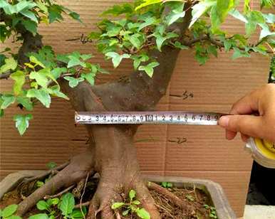 河南炎陵五角枫种植基地、五角枫种植方法及管理