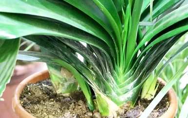 如何在网上种植君子兰？