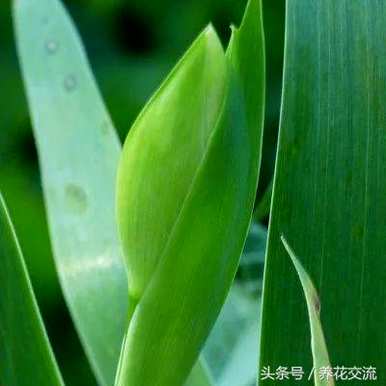 为什么鸢尾兰不开花？为什么鸢尾兰不开花？