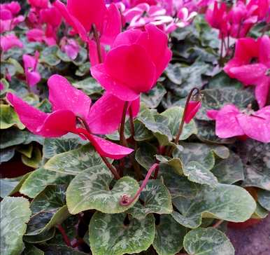 仙鹤来花怎么养，仙客来花落怎么处理？