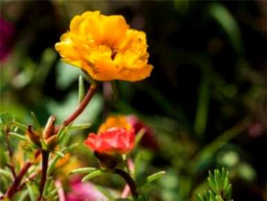 太阳花不开花怎么回事？太阳花怎么养才能开花？