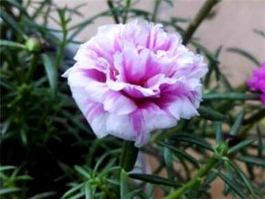 太阳花不开花怎么回事？太阳花怎么养才能开花？