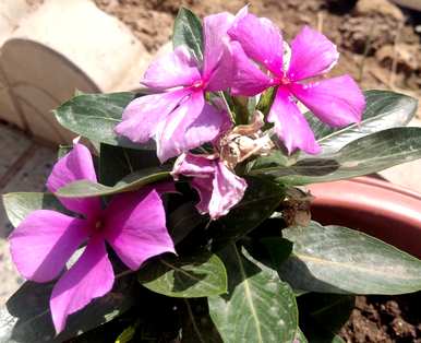 十种最繁荣的家庭庭院花卉，家庭花卉维护知识