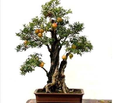 石榴假花放在家里好吗？石榴花怎么养家养法？