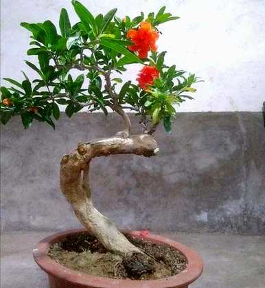 石榴假花放在家里好吗？石榴花怎么养家养法？