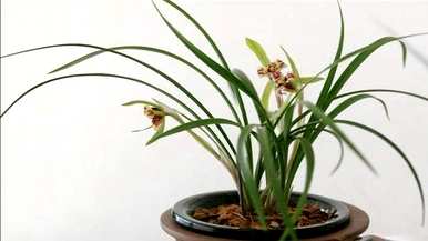 如何开花金边矮兰花，如何种植兰花？