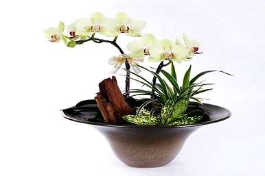 如何开花金边矮兰花，如何种植兰花？