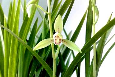 如何开花金边矮兰花，如何种植兰花？