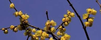 腊梅盆栽什么土比较好？桂花专用土能种腊梅吗？