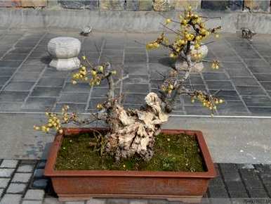 腊梅盆栽什么土比较好？桂花专用土能种腊梅吗？