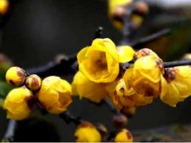 腊梅盆栽什么土比较好？桂花专用土能种腊梅吗？