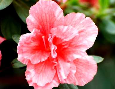 杜鹃花的花语和象征是什么？杜鹃花的花语象征图文