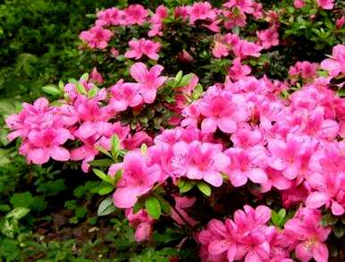 杜鹃花的花语和象征是什么？杜鹃花的花语象征图文