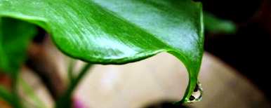 种植滴水观音的技巧，如何种植滴水观音？