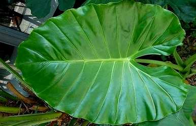 种植滴水观音的技巧，如何种植滴水观音？