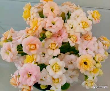 橘皮浇长寿花的正确方法，长寿花夏天浇水几天
