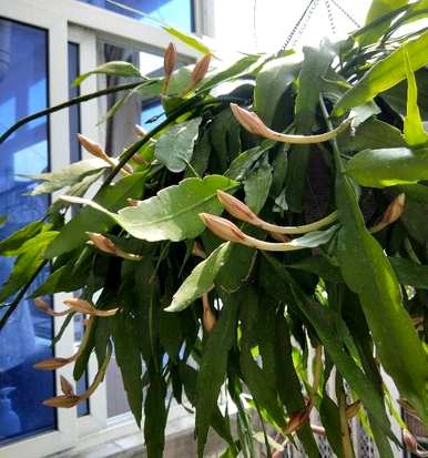 昙花怎么养才能开花，昙花怎么养才能开花？