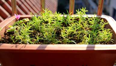 向日葵植物的种植方法，向日葵种植的土壤是什么