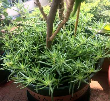 向日葵植物的种植方法，向日葵种植的土壤是什么