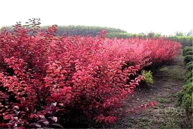 红宝石海棠的种植方法是什么？大老桩红宝石海棠用什么盆？