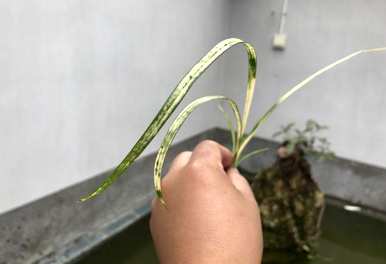 兰花叶发黄是怎么回事？兰花叶发黄是怎么回事？